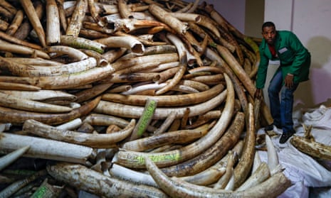 A worker carries a tusk as he works with others to move the ivory stockpiles out of a strongroom to the container outside at the Kenya Wildlife Service (KWS) headquarters in Nairobi, Kenya.