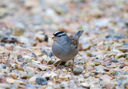 A white-crowned sparrow on gravel