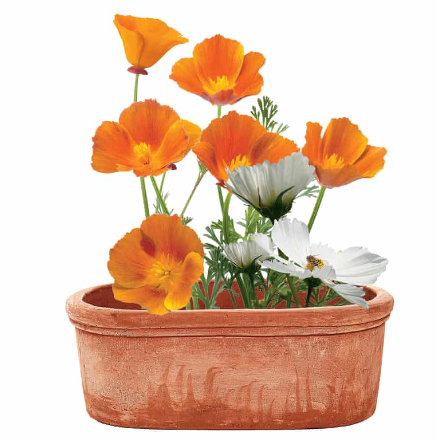 Plants in pot composite. From left: Eschscholzia californica; Cosmos bipinnatus