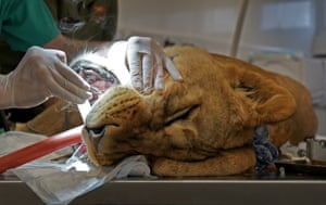 Lira, a three-year-old lioness rescued from war-torn Ukraine undergoes a critical dental procedure performed by world-renowned dentist Peter Kertesz accompanied by a team of vets and big cat experts at The Big Cat Sanctuary near Ashford in Kent, UK. The operation was necessary to remove a severely infected lower right canine tooth caused by a deep-seated abscess likely caused by a trauma sustained when Lira was between 1.5 and 2 years old