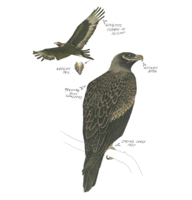 An encounter with a wedge-tailed eagle filled me with awe and a sense of danger An illustration of a wedge-tailed eagle from 100 Australian Birds. Photograph: Georgia Angus