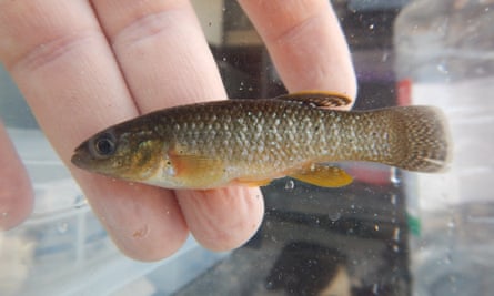 A hand holds a small killifish.