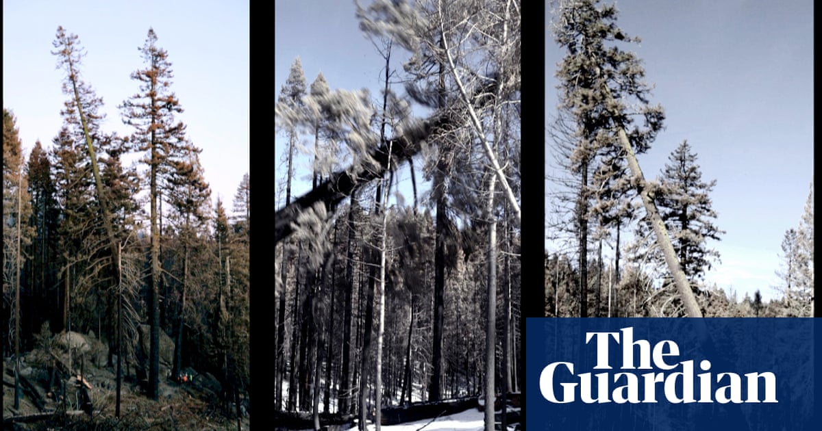 ‘Like a disaster movie’ – the film about the felling of California’s giant fire-poisoned sequoias