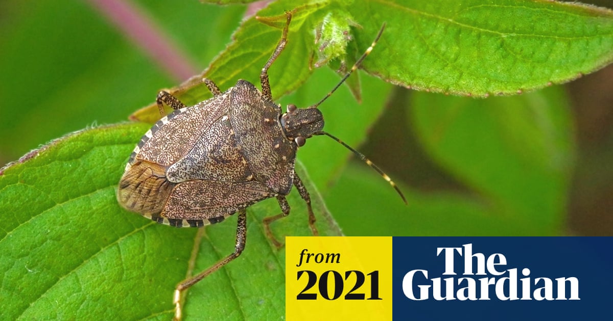 Вязовый клоп фото и описание Вязовый клоп фото и описание