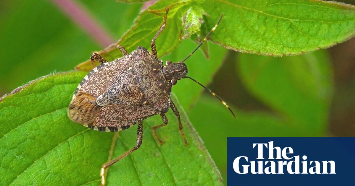 UK scientists confirm arrival of brown marmorated stink bugs