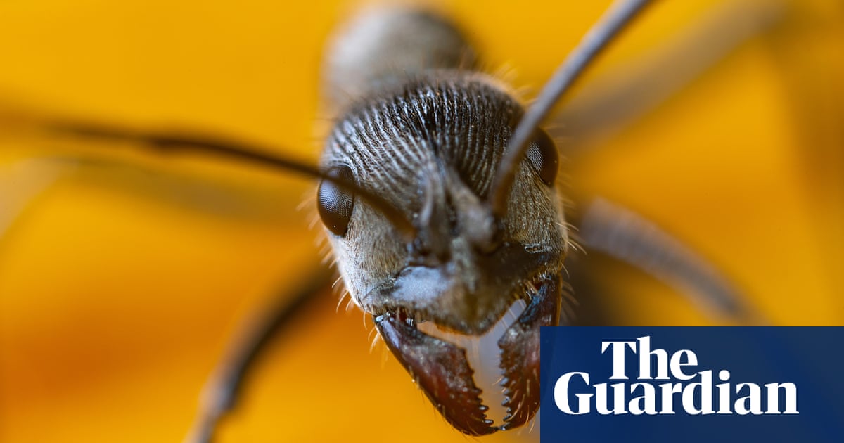 Two teens and 5,000 ants: how a smuggling bust shed new light on a booming trade