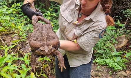 Rangers in Conway national park, near Airlie Beach, Queensland, Australia, holding a cane toad
