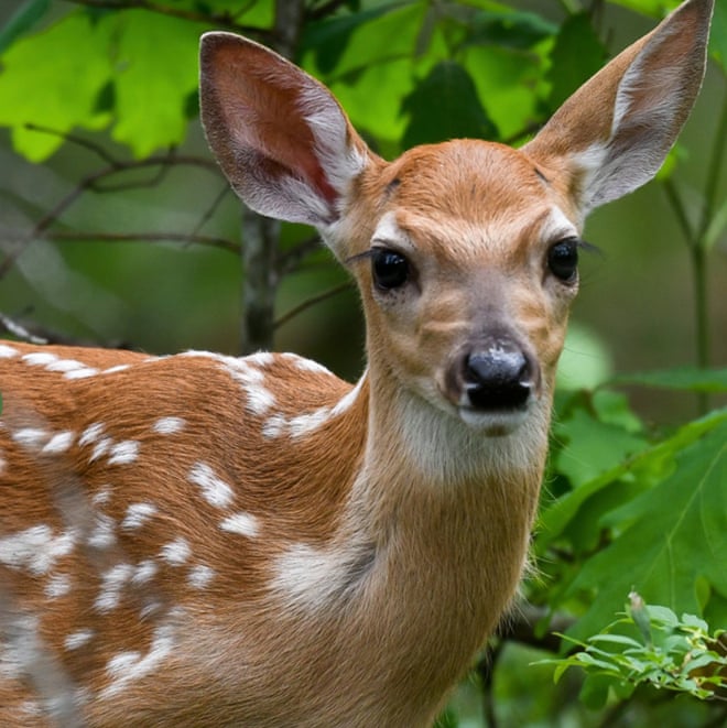 Infectious diseases are killing deer and risking rural US economies: ‘You smell the dead everywhere’ Infectious diseases are killing deer and risking rural US economies: ‘You smell the dead everywhere’