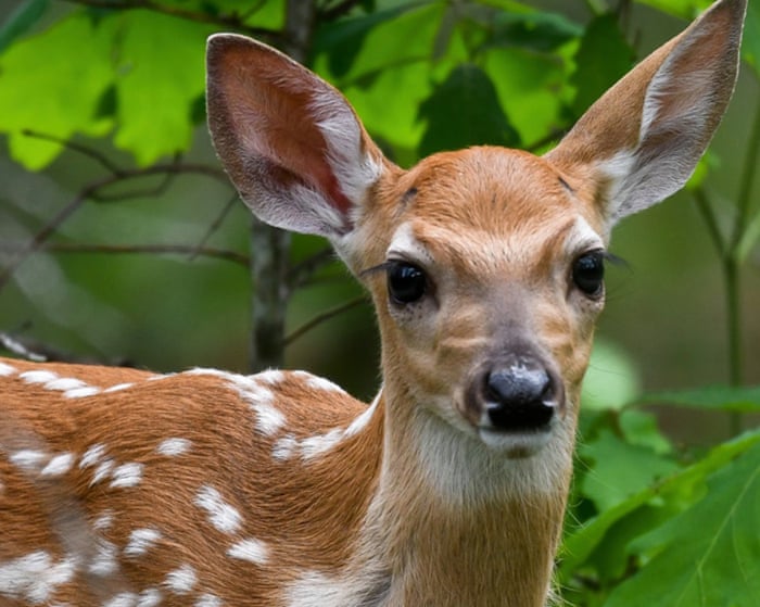 Infectious diseases are killing deer and risking rural US economies: ‘You smell the dead everywhere’
