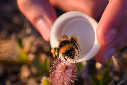 Collecting a bumble bee in a plastic container from a flower