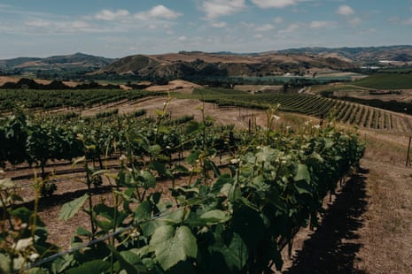 view of vineyards