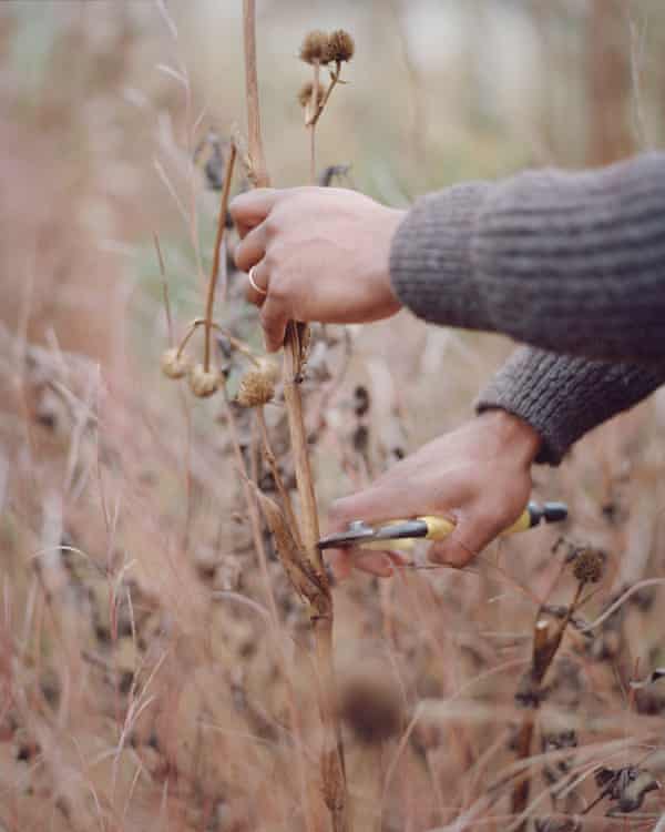 Errol pruning Eryngium yuccifolium