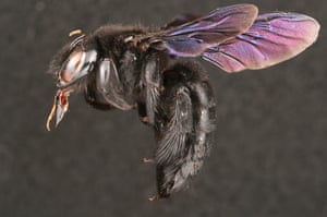 A large female carpenter bee