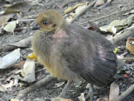 Australian brush-turkey chick.