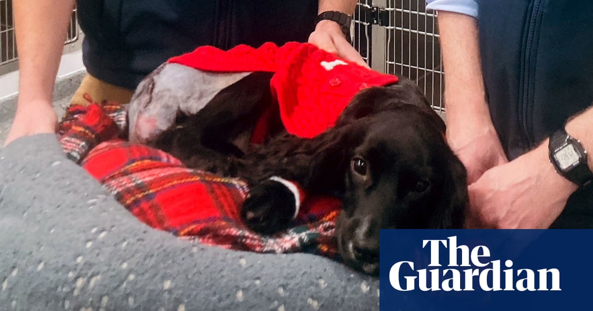 Six-legged dog found in Wales has surgery to remove extra limbs