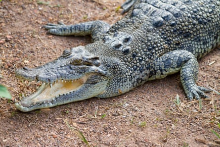 Saltwater crocodile (Crocodylus porosus)