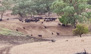 The Liverpool plains have suffered seven years of below-average rainfall, leaving farmers few options.