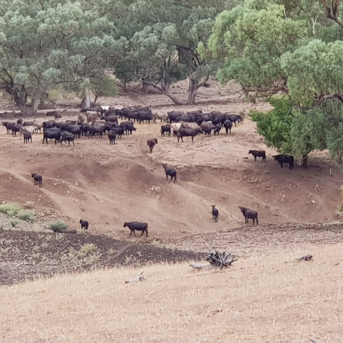 Australia Doesn T Realise Worsening Drought Pushes Farmers To The Brink Environment The Guardian
