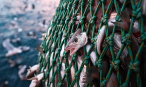 A fishing haul off the coast of Shetland, Scotland