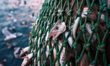 A fishing net full of fish