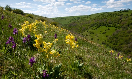 Cowslips and early-purple orchids flowering at the Plantlife nature reserve at Deep Dale in Derbyshire’s Peak District.