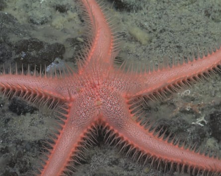 Star-shaped creature on ocean bed covered in spikes