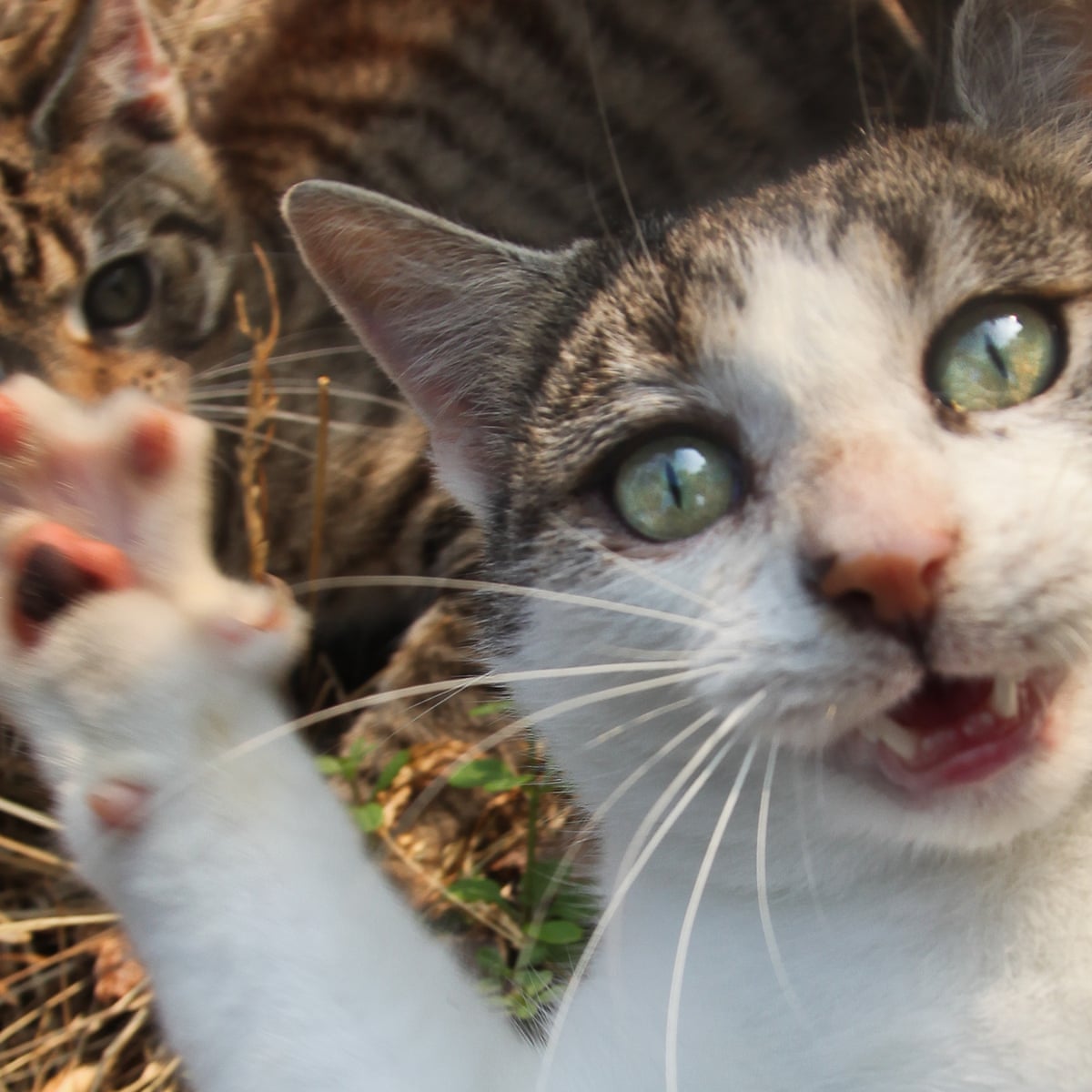 Claws Out Why Cats Are Causing Chaos And Controversy Across Britain Life And Style The Guardian