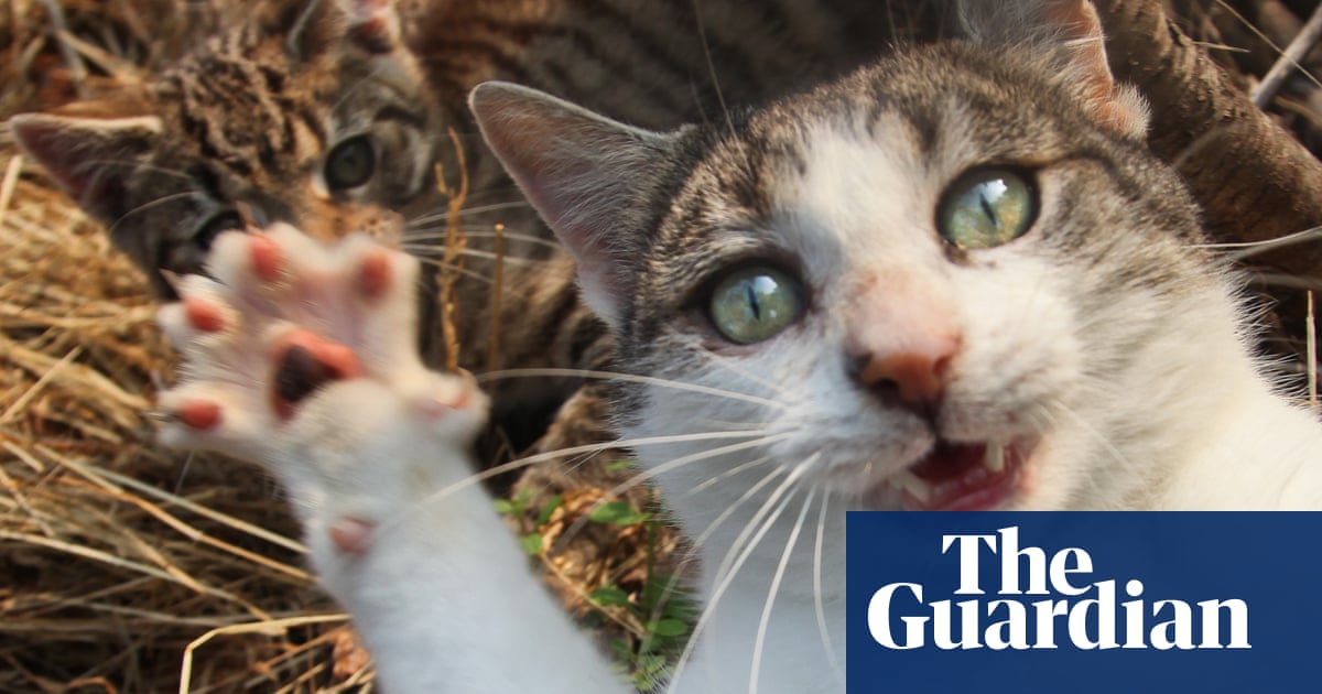 Claws Out Why Cats Are Causing Chaos And Controversy Across