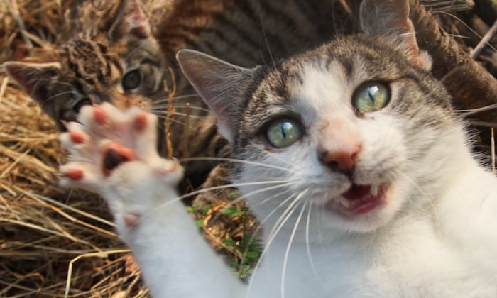 Claws Out Why Cats Are Causing Chaos And Controversy Across Britain Life And Style The Guardian