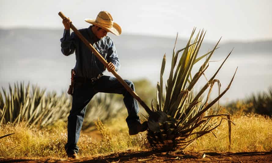 Harvesting blue agave in Mexico