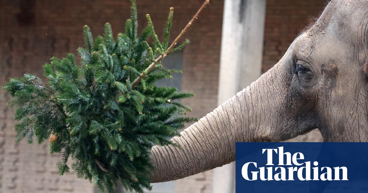 Обитателите на зоологическата градина обичат да консумират или да си