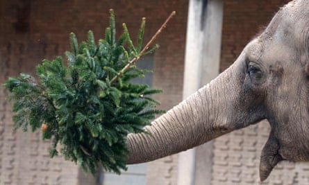 An elephant stretches its trunk out to clasp a Christmas tree, lifting it up.