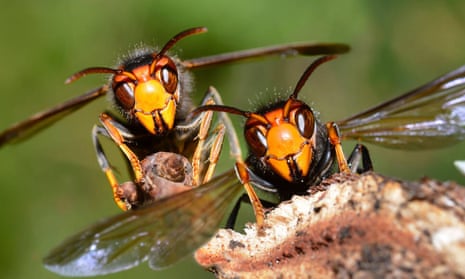 Hornet hunters: the crack squad keeping an invasive species at bay on  Jersey, Environment