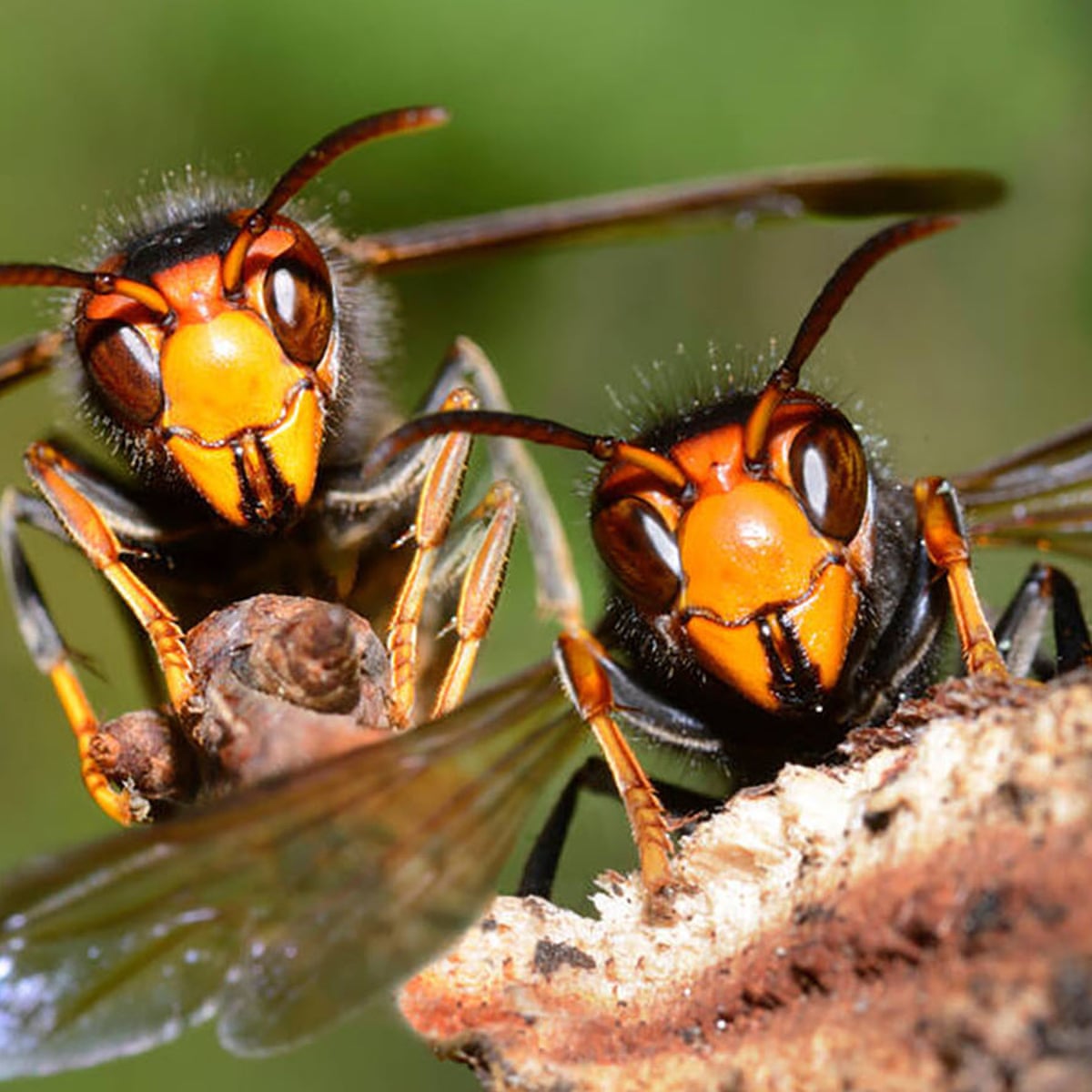 Hrnet Types Species Of Hornets