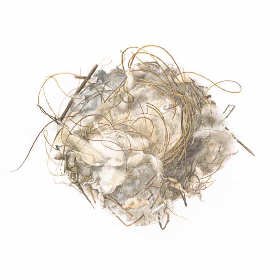 A goldfinch nest illustrated by Susan Ogilvy