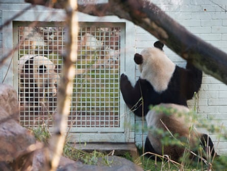 Two pandas, one on each side of a wall in a zoo