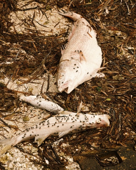 Dead fish are covered in flies in Sarasota, Florida. Fish kills, numbering in the thousands of tons, are a common sign of red tide.