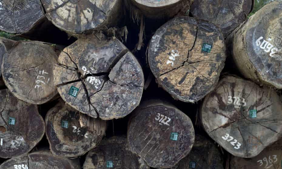 Legally logged timber in Indonesia, bound for Europe. Illegal logging is estimated to be responsible for up to 30% of all global forestry production. 