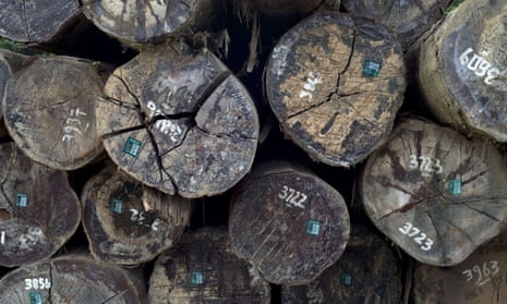 Trees logged in Indonesia for export to Europe. Only the first seller of timber to the European market has to verify legality, so contraband spot checks are ineffective. 