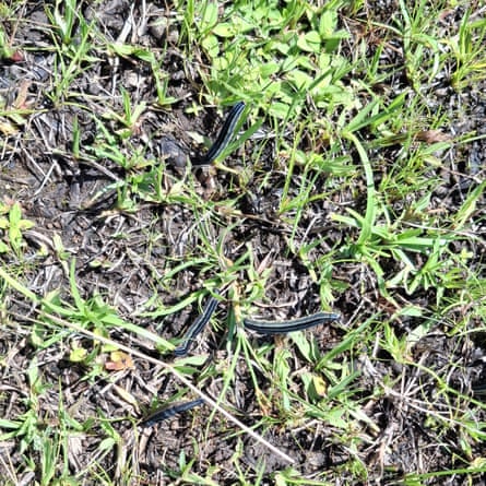 Large striped caterpillars in grass