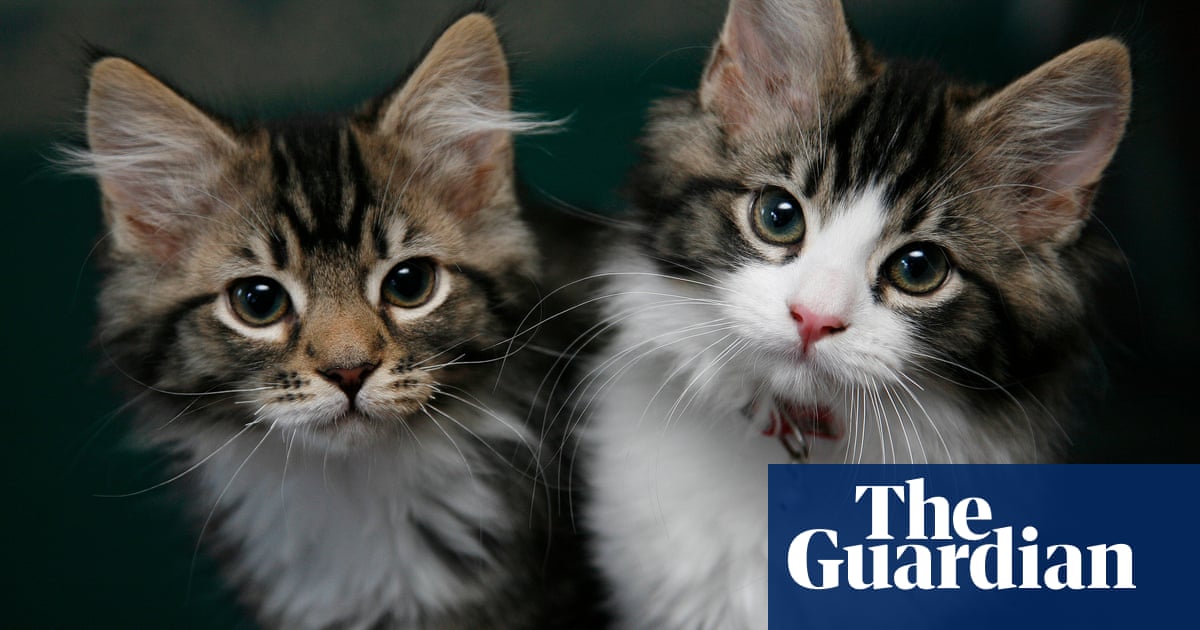 Charity steps in to rehome 300 cats from ‘overwhelmed’ man in Canada