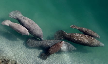 A group of manatees near Fort Lauderdale.