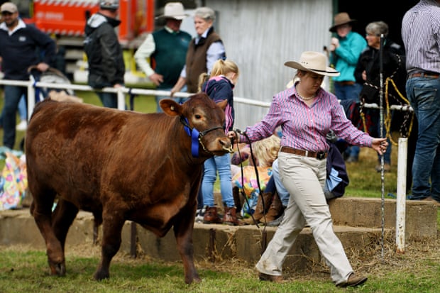 ‘Larger and higher than ever’: Australia’s rural reveals bounce again after powerful years | Rural Australia 5 The cattle show.
