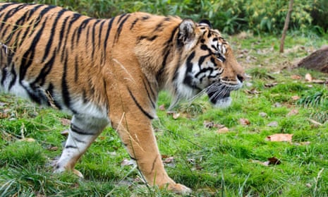 A Sumatran tiger at London Zoo