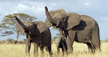 Elephants in Serengeti