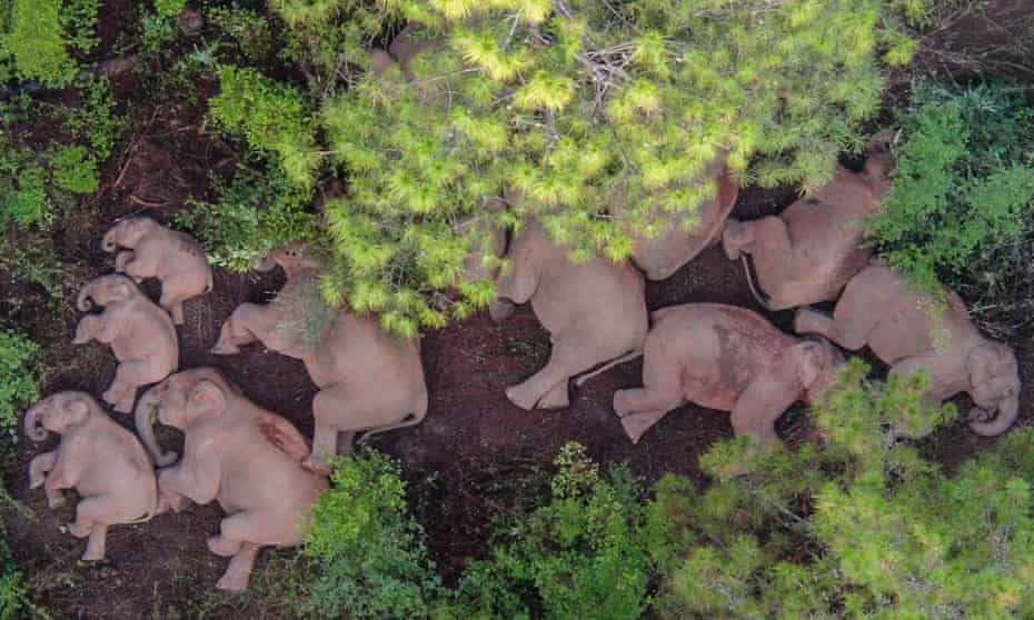 Aerial photo taken on June 13, 2021 shows a herd of wild Asian elephants in Shijie Township of Yimen County, Yuxi City, southwest China's Yunnan Province. A wandering herd of wild Asian elephants made the headlines in China’s Yunnan Province in June.