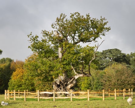 The Tea Party oak encircled by low fencing