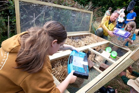 A girl placing mice into a wooden pen