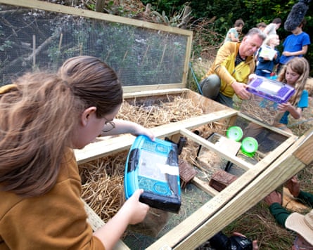A young girl in a brown sweatshirt releases mice from a box with a blue lid into a wooden enclosure with hay, as a man in a yellow and brown jacket and a young girl in a blue shirt work together the opposite end.