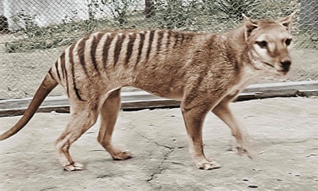 Colourised picture of the last-known surviving Tasmanian tiger from footage taken in 1933.